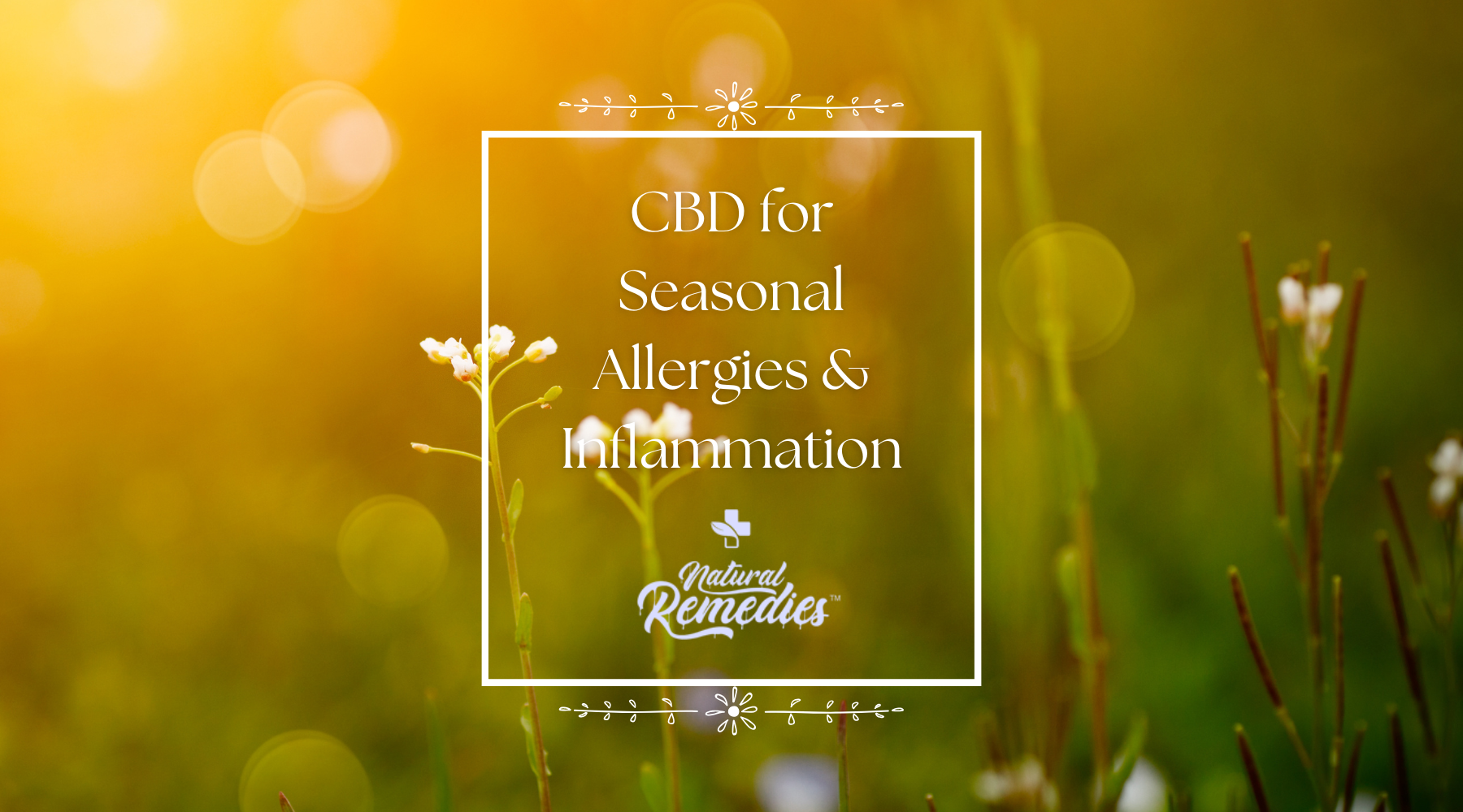 CBD for Seasonal Allergies & Inflammation – Natural Remedies New York