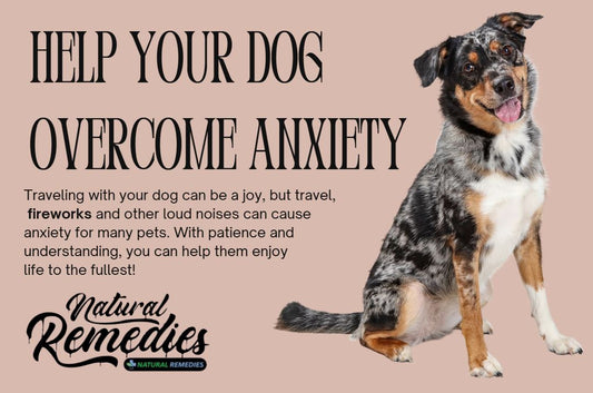 How CBD Can Help Your Dog With Summer Stress, Travel Anxiety & Wellness:  Keep Your Pup Calm & Healthy All Season Long