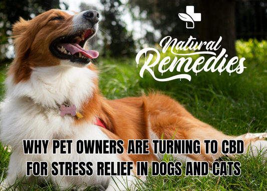 Why Pet Owners Are Turning to CBD for Stress Relief in Dogs and Cats