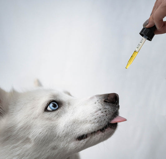 Furry Friends Feeling Fidgety Over Fireworks Or Loud Noises? Here’s What You Need to Know About Trying Out CBD For Your Pets!